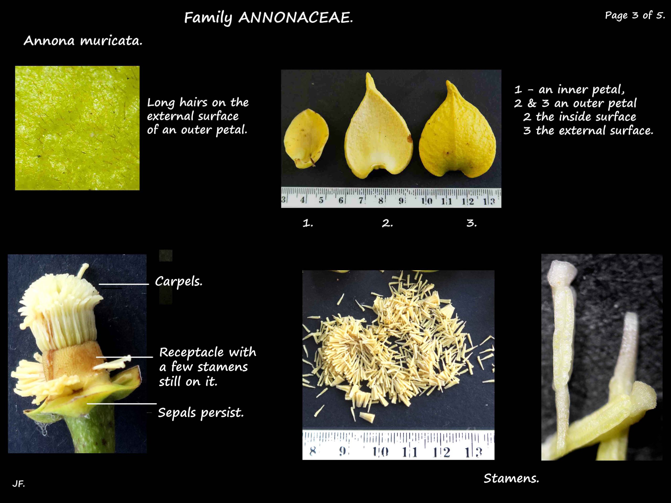 3 Annona muricata stamens